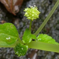 Lecanthus peduncularis (Royle) Wedd.